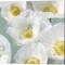 Poppies on Mint by Leonardo Sanna 14" x 14" Canvas Wall Art (Set of 2)